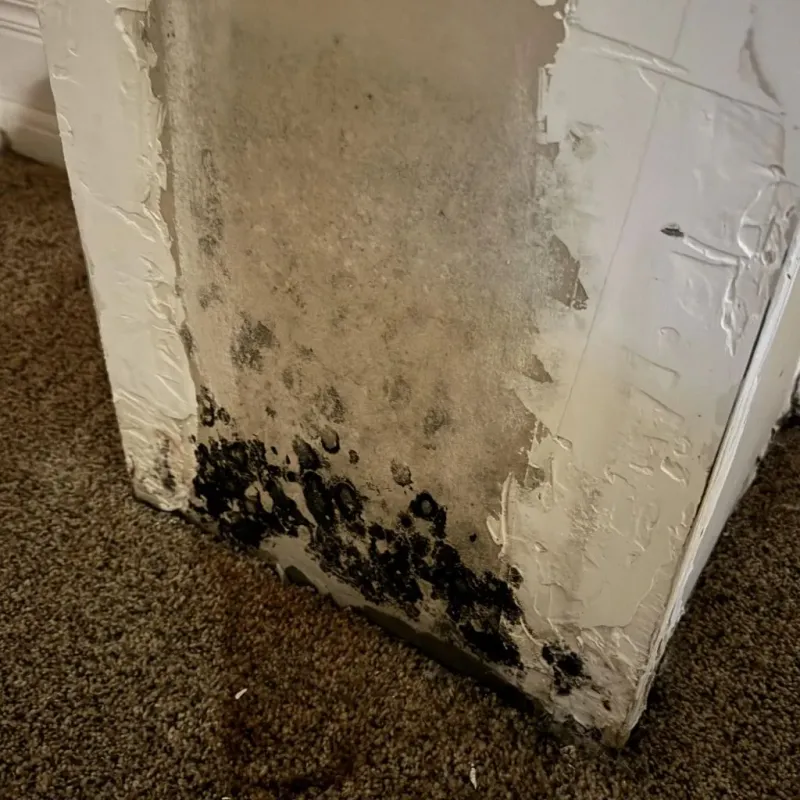 Professional Mold Removal in Trempealeau County, WI